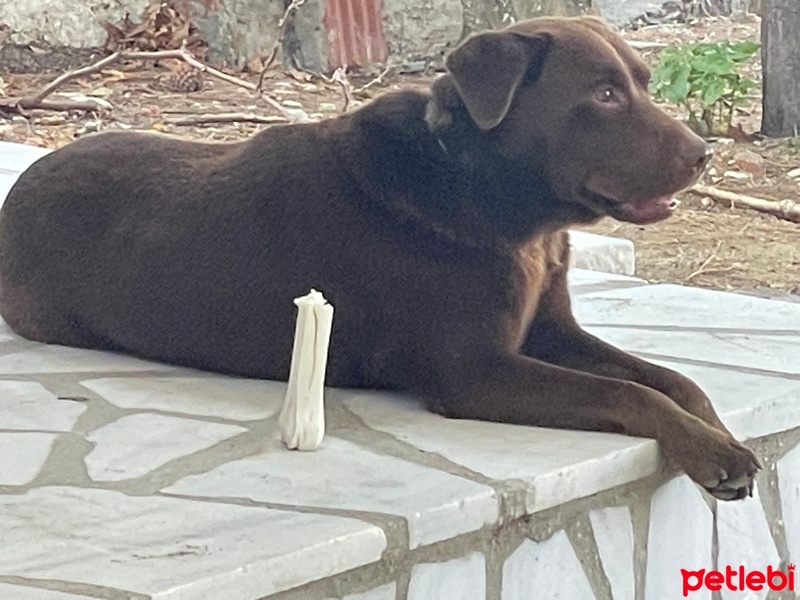 Labrador Retriever, Köpek  Kaptan fotoğrafı