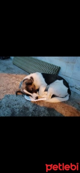 Jack Russell Terrier, Köpek  tarçın fotoğrafı