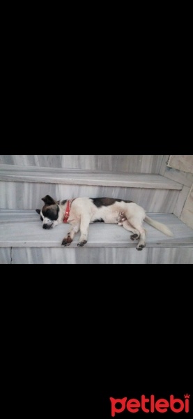 Jack Russell Terrier, Köpek  tarçın fotoğrafı