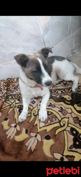 Jack Russell Terrier, Köpek  tarçın fotoğrafı