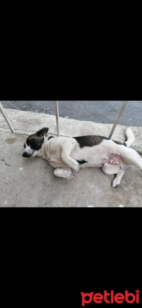 Jack Russell Terrier, Köpek  tarçın fotoğrafı