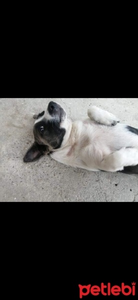 Jack Russell Terrier, Köpek  tarçın fotoğrafı