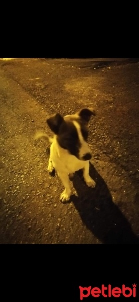 Jack Russell Terrier, Köpek  tarçın fotoğrafı