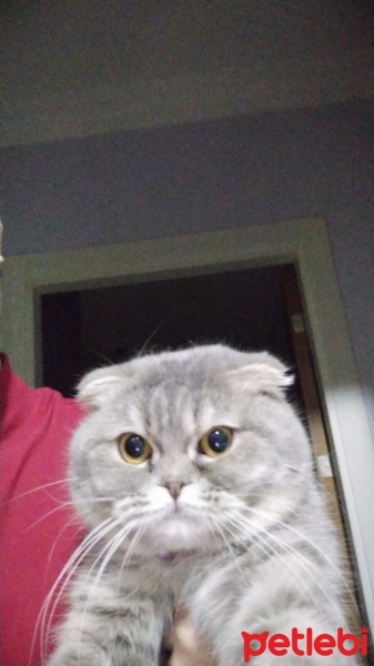 Scottish Fold, Kedi  Venüs fotoğrafı