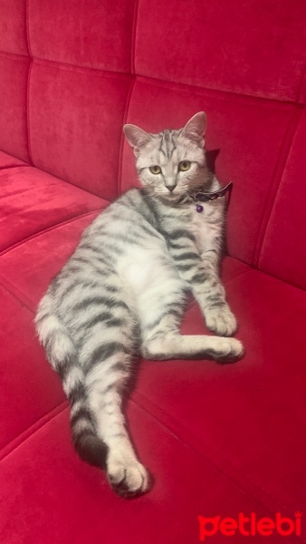 Tekir Kedi, Kedi  Patik fotoğrafı