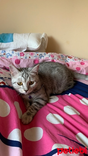 Tekir Kedi, Kedi  Patik fotoğrafı
