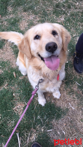 Golden Retriever, Köpek  Betsy fotoğrafı