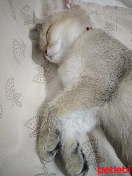 British Shorthair, Kedi  Zeus fotoğrafı