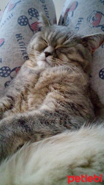 British Shorthair, Kedi  Gümüş fotoğrafı