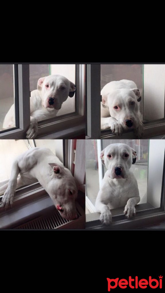 Dogo Arjantin, Köpek  asil fotoğrafı