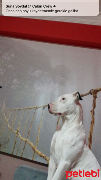 Dogo Arjantin, Köpek  asil fotoğrafı