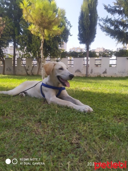 Labrador Retriever, Köpek  Paşa fotoğrafı