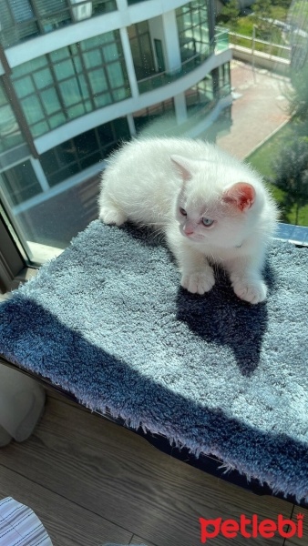 British Longhair, Kedi  Sütlaç fotoğrafı