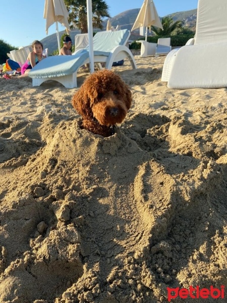 Poodle (Minyatür Kaniş), Köpek  RİO fotoğrafı