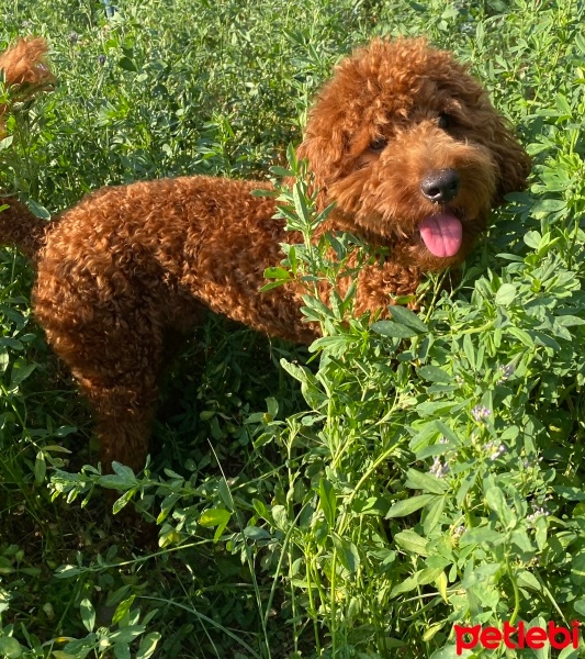 Poodle (Minyatür Kaniş), Köpek  RİO fotoğrafı