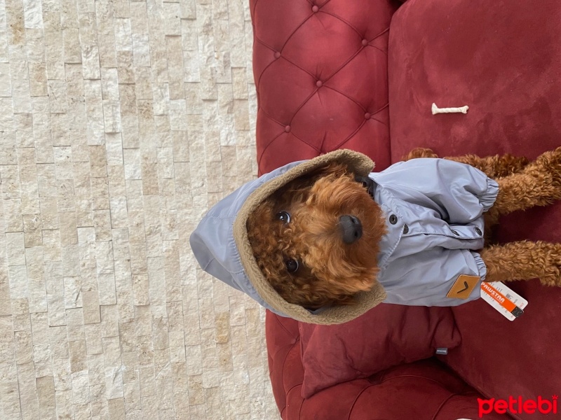Poodle (Minyatür Kaniş), Köpek  RİO fotoğrafı