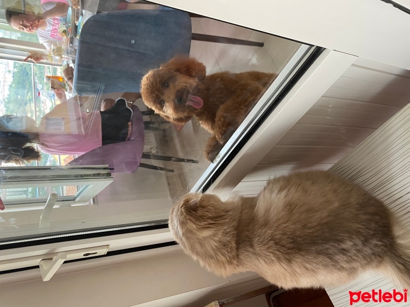 Poodle (Minyatür Kaniş), Köpek  RİO fotoğrafı