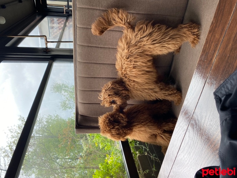Poodle (Minyatür Kaniş), Köpek  RİO fotoğrafı