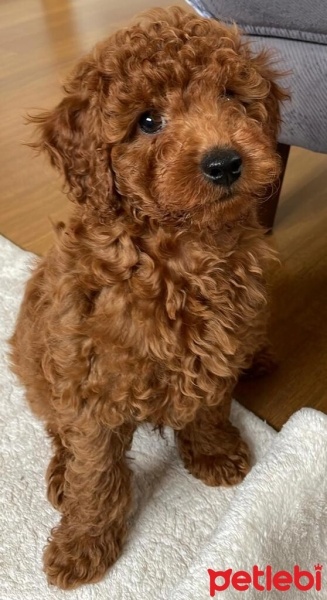 Poodle (Minyatür Kaniş), Köpek  RİO fotoğrafı