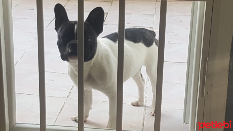 Fransız Bulldog, Köpek  tipsiz fotoğrafı