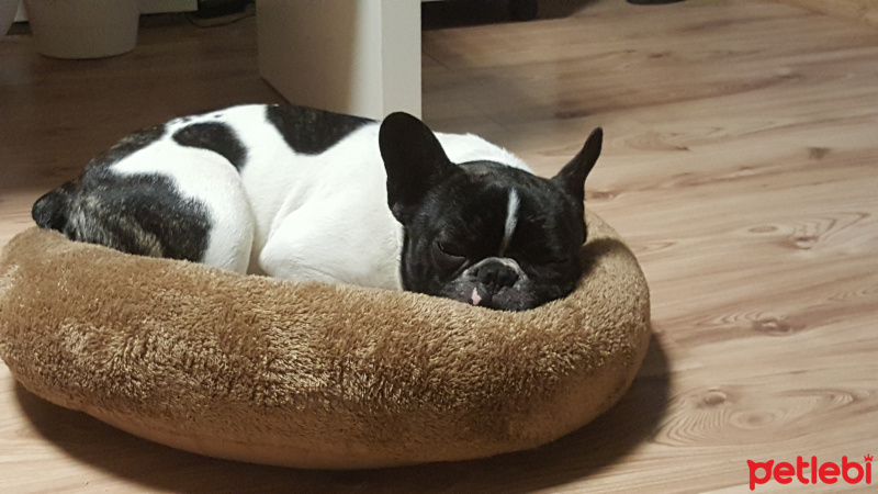 Fransız Bulldog, Köpek  tipsiz fotoğrafı