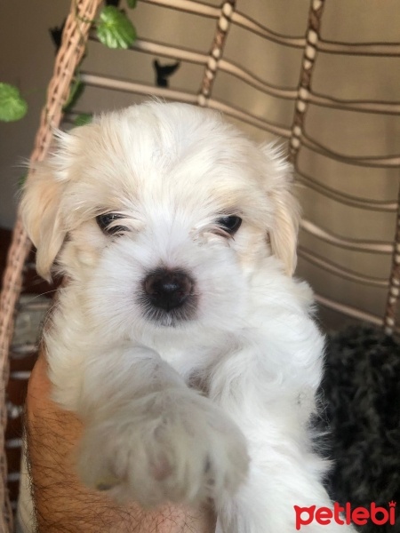 Maltese, Köpek  Köpük fotoğrafı