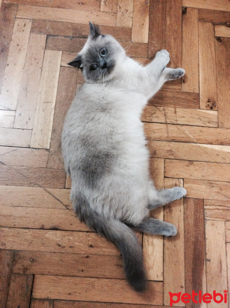 Ragdoll, Kedi  Duman fotoğrafı