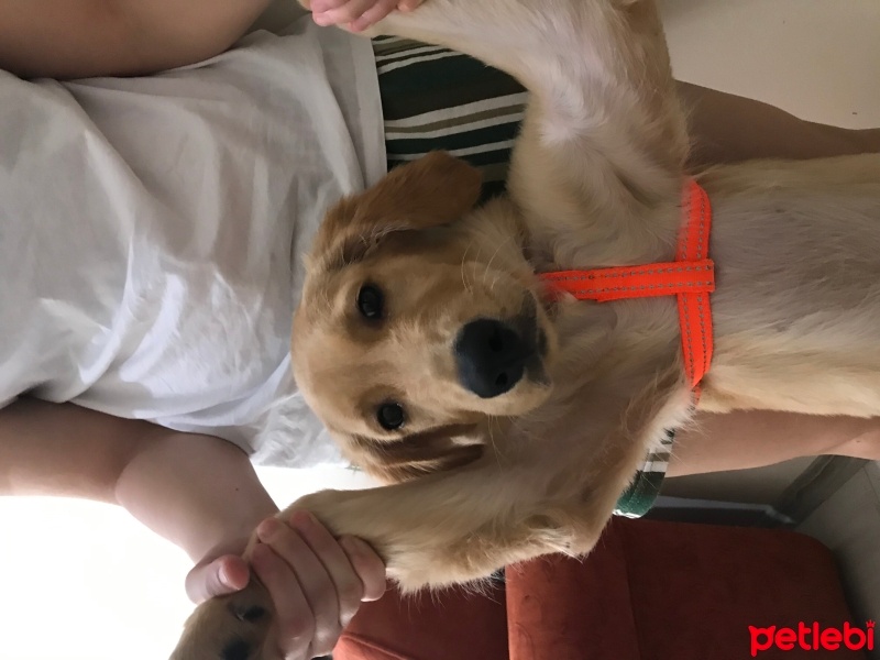 Golden Retriever, Köpek  Tarçın fotoğrafı