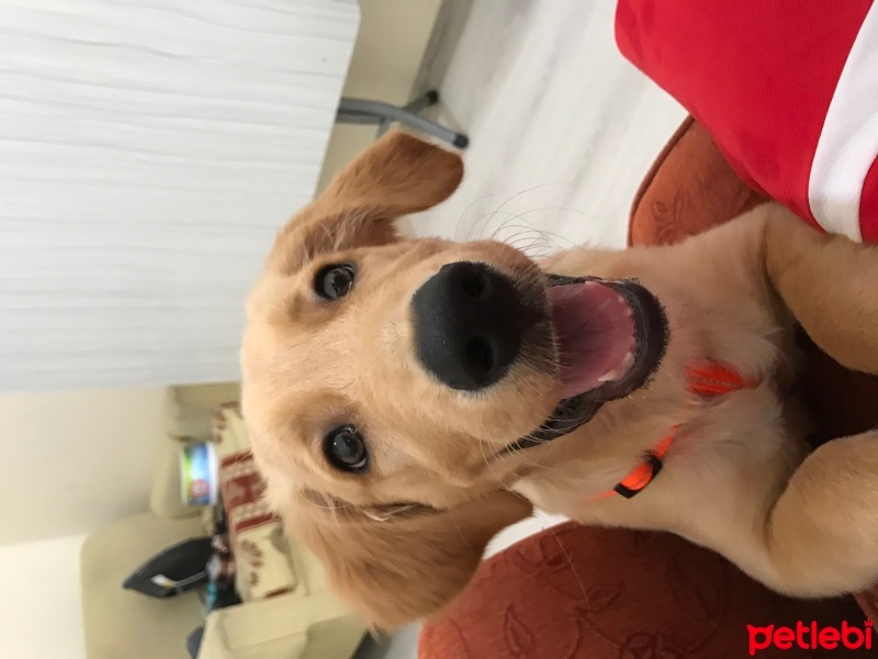 Golden Retriever, Köpek  Tarçın fotoğrafı