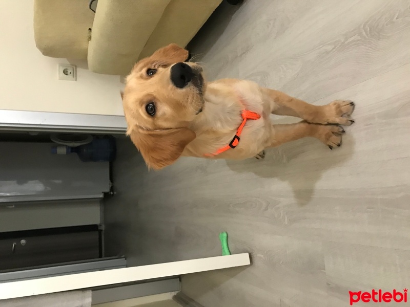 Golden Retriever, Köpek  Tarçın fotoğrafı