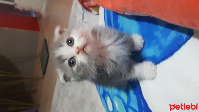 Scottish Fold, Kedi  Birbirinden tatlı minikler fotoğrafı