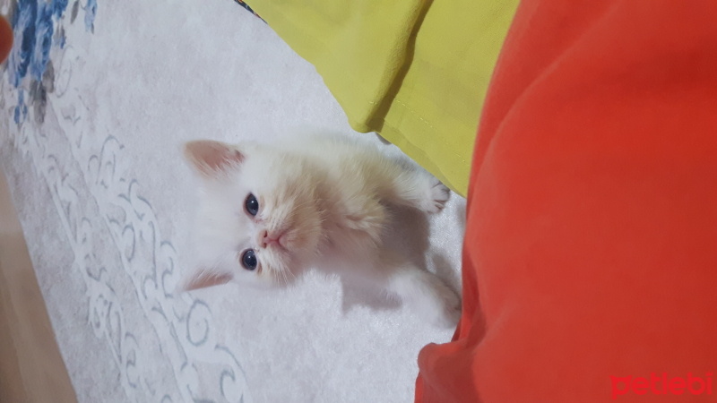 Scottish Fold, Kedi  Birbirinden tatlı minikler fotoğrafı