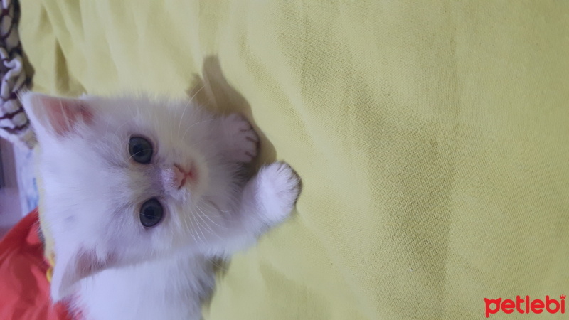 Scottish Fold, Kedi  Birbirinden tatlı minikler fotoğrafı