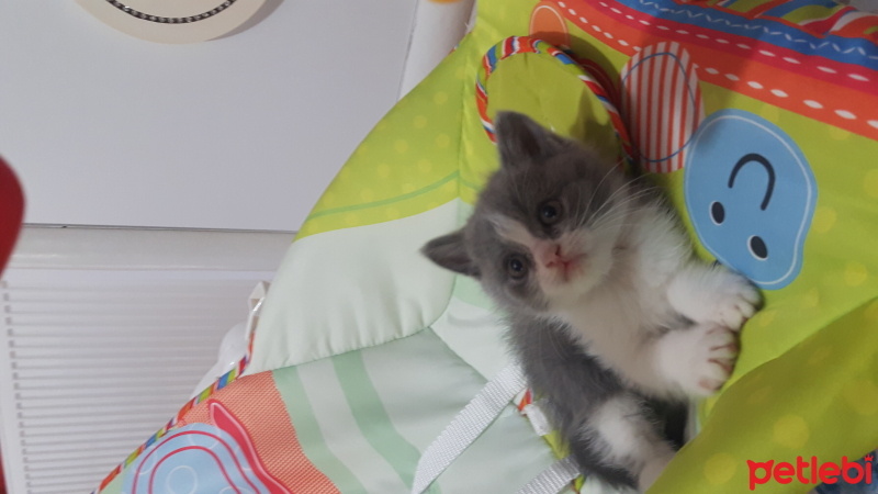 Scottish Fold, Kedi  Birbirinden tatlı minikler fotoğrafı