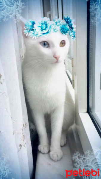 Van Kedisi, Kedi  Hera fotoğrafı