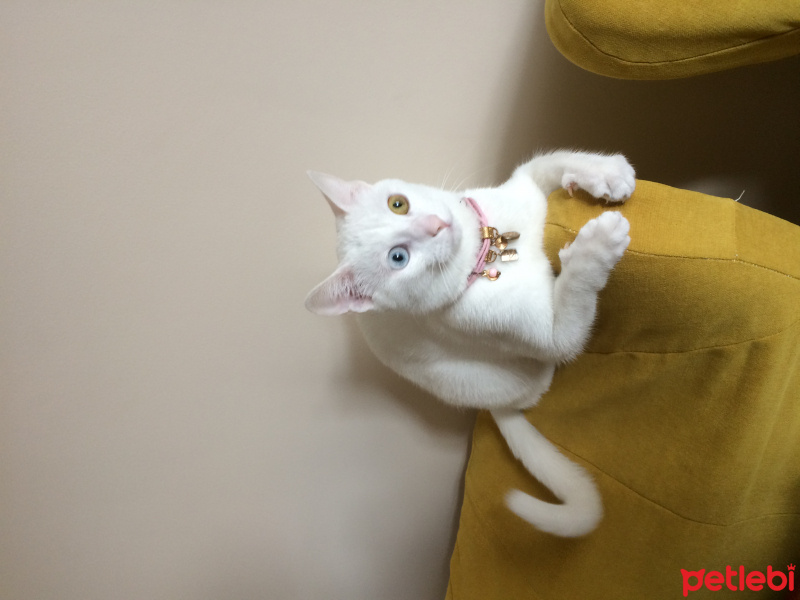 Van Kedisi, Kedi  Hera fotoğrafı