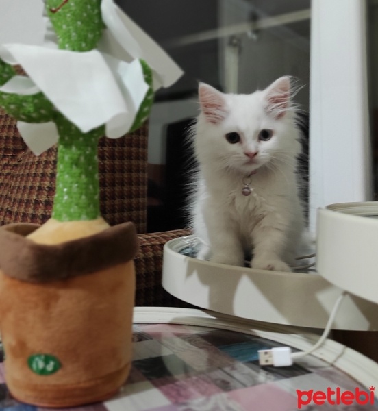 British Longhair, Kedi  Pamuk fotoğrafı