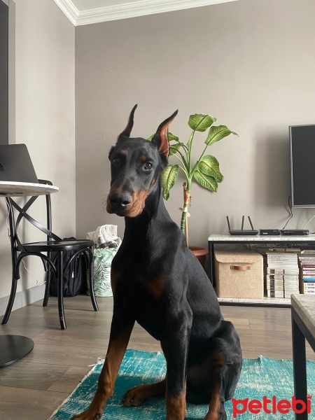 Doberman Pinscher, Köpek  Ares fotoğrafı