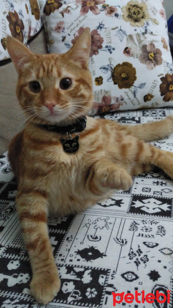 Tekir Kedi, Kedi  Limon fotoğrafı