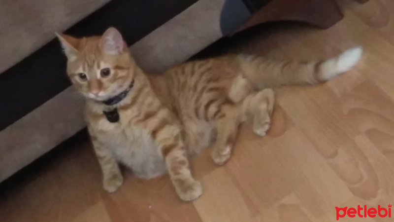 Tekir Kedi, Kedi  Limon fotoğrafı