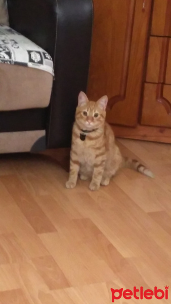 Tekir Kedi, Kedi  Limon fotoğrafı