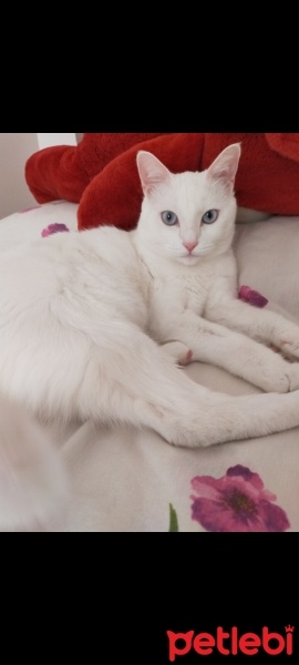Ankara Kedisi, Kedi  Venüs fotoğrafı