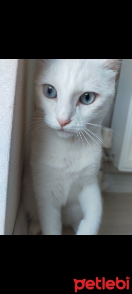 Ankara Kedisi, Kedi  Venüs fotoğrafı