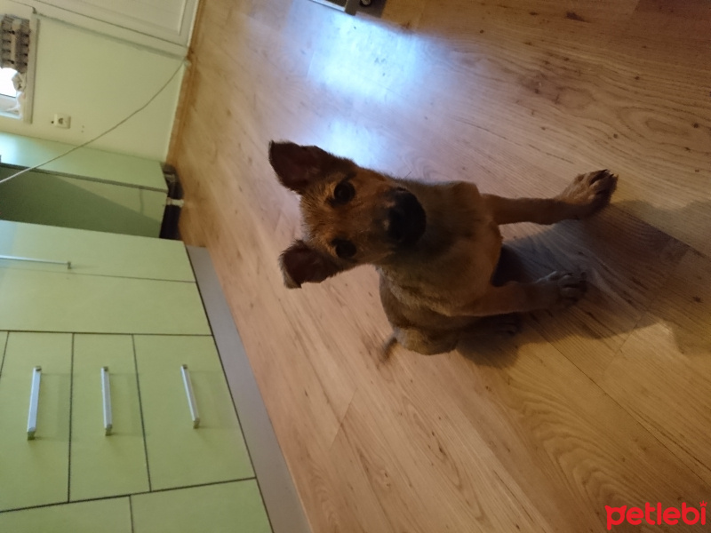 Alman Çoban Köpeği, Köpek  pudge fotoğrafı