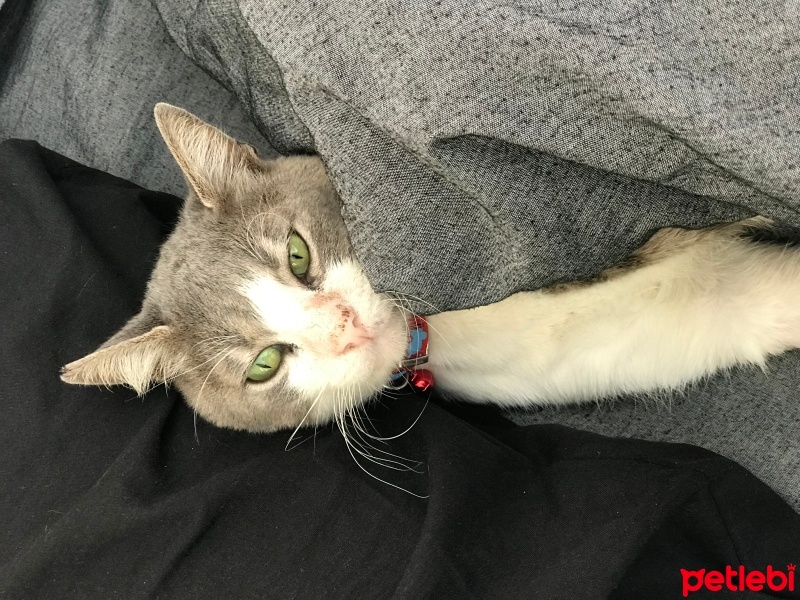 Tekir Kedi, Kedi  Bingo fotoğrafı