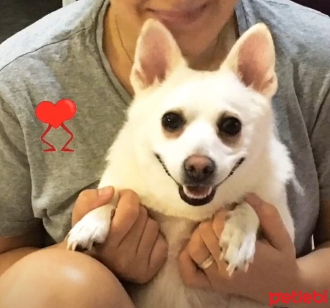 Pomeranyalı, Köpek  Muhtar fotoğrafı