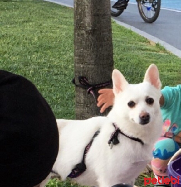 Pomeranyalı, Köpek  Muhtar fotoğrafı