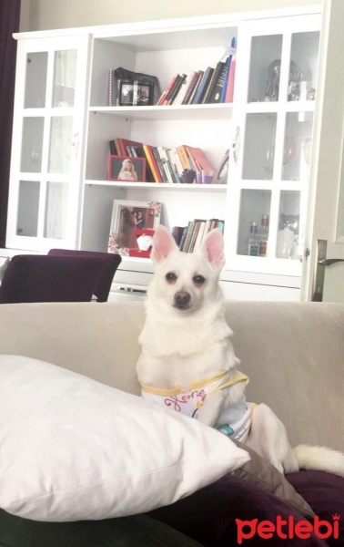 Pomeranyalı, Köpek  Muhtar fotoğrafı