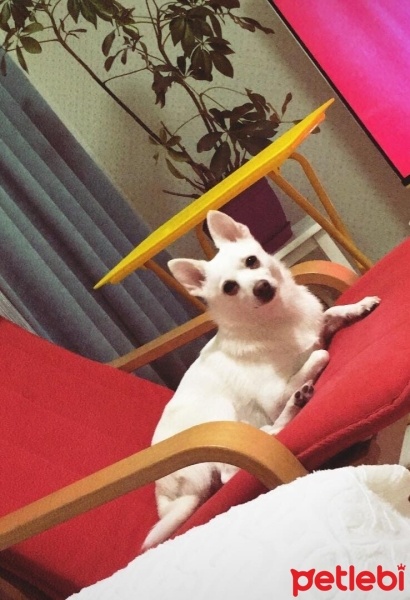 Pomeranyalı, Köpek  Muhtar fotoğrafı