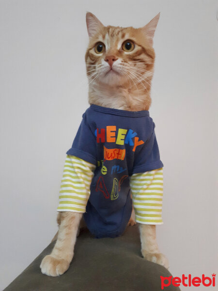 Tekir Kedi, Kedi  Yumuk fotoğrafı